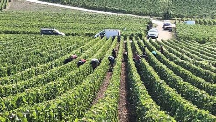 Mort Vendanges Champagne